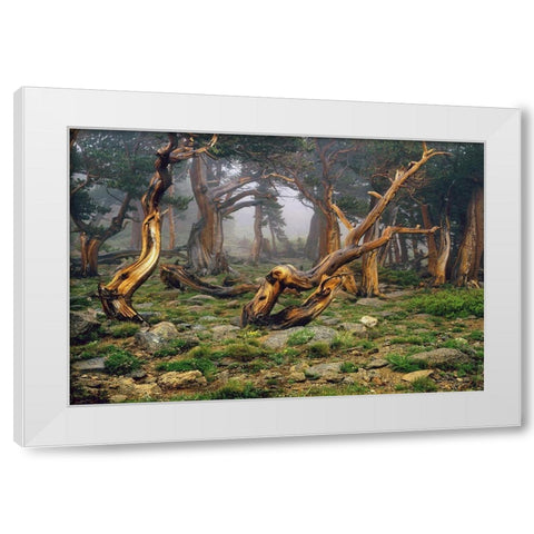 Misty morning bristlecone pines on mount Evans in the Colorado Rocky Mountains White Modern Wood Framed Art Print by SMO