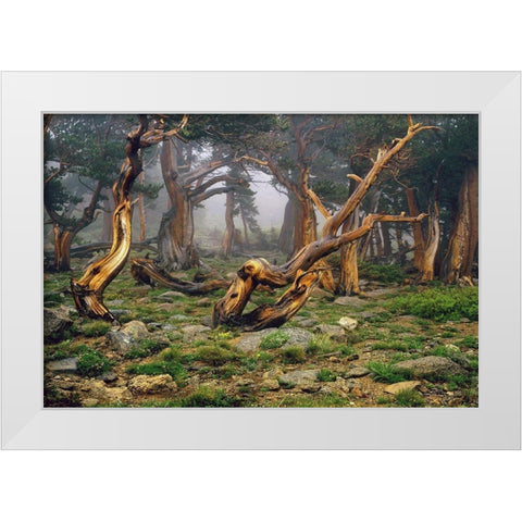 Misty morning bristlecone pines on mount Evans in the Colorado Rocky Mountains White Modern Wood Framed Art Print by SMO