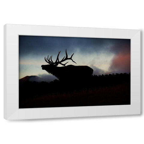 Bugling elk silhouetted against the Colorado Rocky Mountains White Modern Wood Framed Art Print by SMO