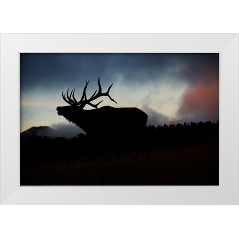 Bugling elk silhouetted against the Colorado Rocky Mountains White Modern Wood Framed Art Print by SMO