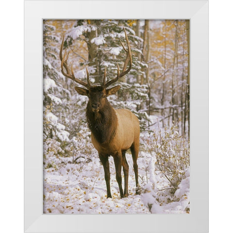 A bull elk in early winter in the Colorado Rocky Mountains White Modern Wood Framed Art Print by SMO