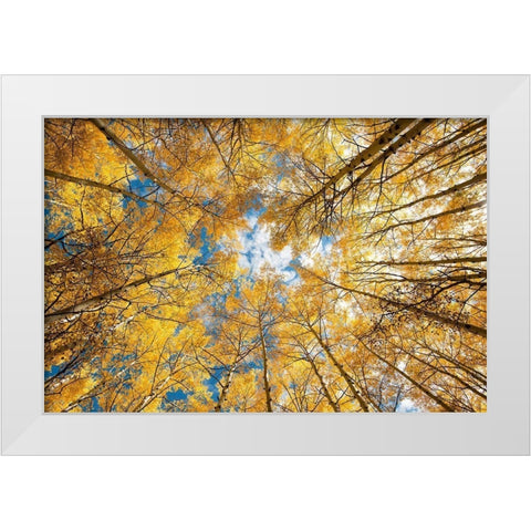 Looking up into yellow Aspen trees in the Colorado Rocky Mountains White Modern Wood Framed Art Print by SMO