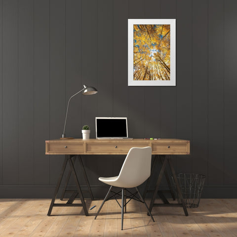 Looking up into yellow Aspen trees in the Colorado Rocky Mountains White Modern Wood Framed Art Print by SMO