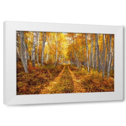 Autumn in the Rocky Mountains of Colorado-as Aspen trees turn bright yellow gold White Modern Wood Framed Art Print by SMO