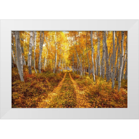 Autumn in the Rocky Mountains of Colorado-as Aspen trees turn bright yellow gold White Modern Wood Framed Art Print by SMO