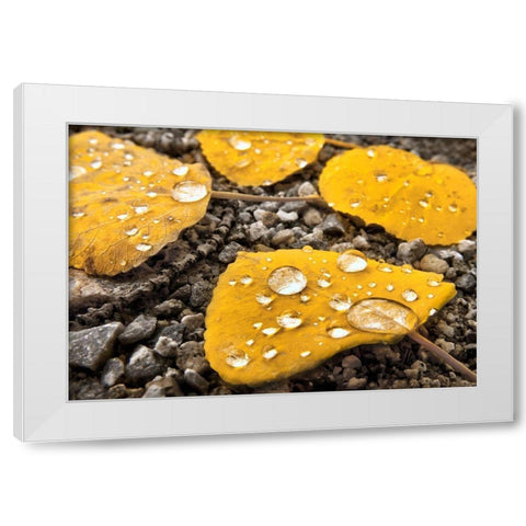 Aspen leaves with morning water droplets in the Colorado Rocky Mountains White Modern Wood Framed Art Print by SMO