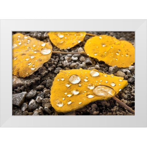 Aspen leaves with morning water droplets in the Colorado Rocky Mountains White Modern Wood Framed Art Print by SMO