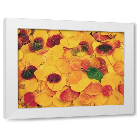 fallen Aspen leaves carpet the ground in the Colorado Rocky Mountains White Modern Wood Framed Art Print by SMO