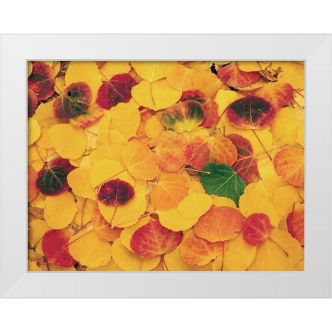 fallen Aspen leaves carpet the ground in the Colorado Rocky Mountains White Modern Wood Framed Art Print by SMO