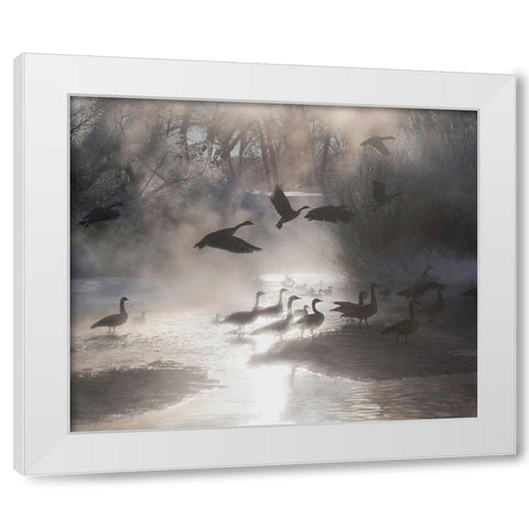 Geese in the mist in Colorados Rocky Mountains White Modern Wood Framed Art Print by SMO