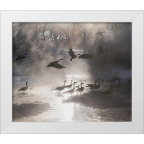 Geese in the mist in Colorados Rocky Mountains White Modern Wood Framed Art Print by SMO