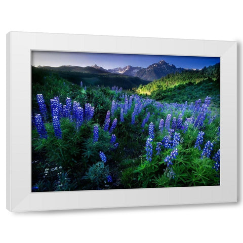 Lupine on Dallas divide with distant my snaffles near Telluride in the Colorado Rocky Mountains White Modern Wood Framed Art Print by SMO