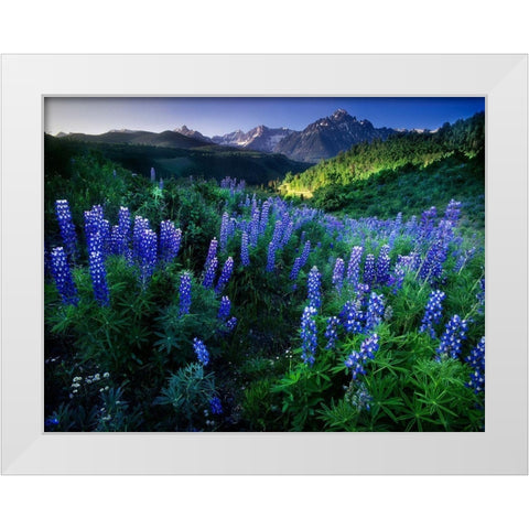 Lupine on Dallas divide with distant my snaffles near Telluride in the Colorado Rocky Mountains White Modern Wood Framed Art Print by SMO