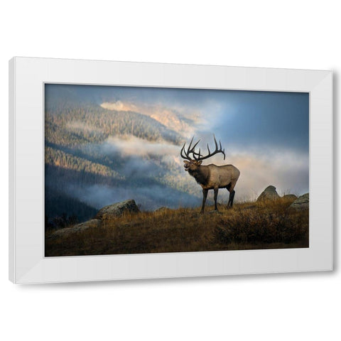 Bugling elk with a Colorado Rocky Mountain misty morning backdrop White Modern Wood Framed Art Print by SMO