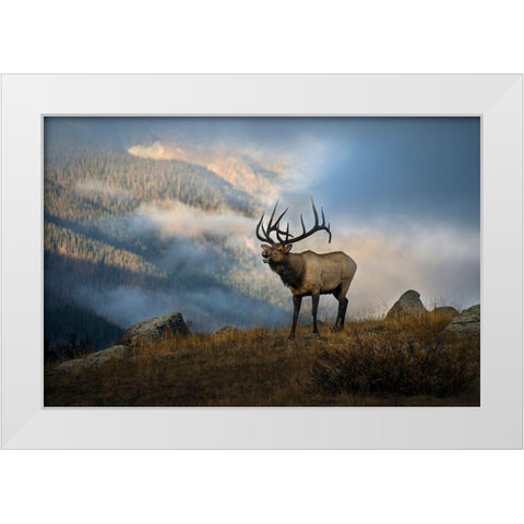 Bugling elk with a Colorado Rocky Mountain misty morning backdrop White Modern Wood Framed Art Print by SMO