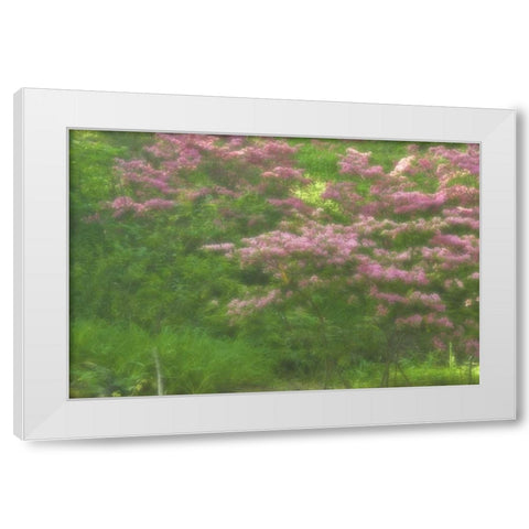 Delaware, Wilmington Flowering trees White Modern Wood Framed Art Print by OBrien, Jay