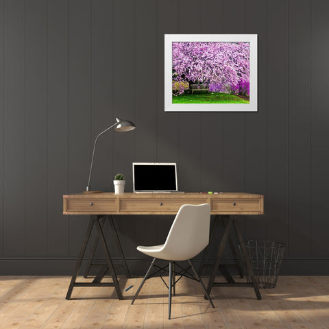 Delaware, Wilmington Bench under cherry blossoms White Modern Wood Framed Art Print by OBrien, Jay