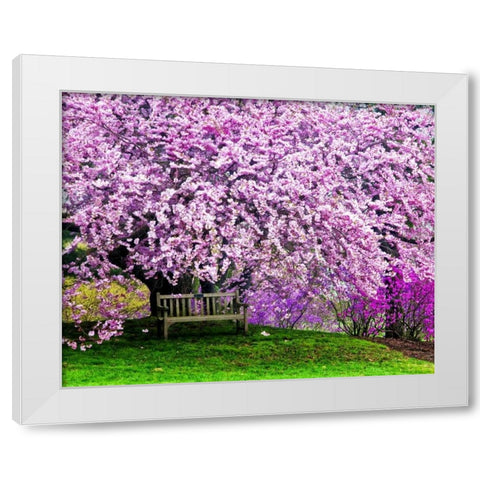 Delaware, Wilmington Bench under cherry blossoms White Modern Wood Framed Art Print by OBrien, Jay