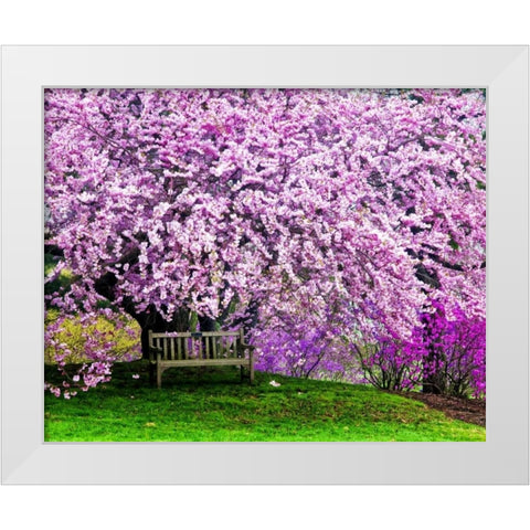 Delaware, Wilmington Bench under cherry blossoms White Modern Wood Framed Art Print by OBrien, Jay