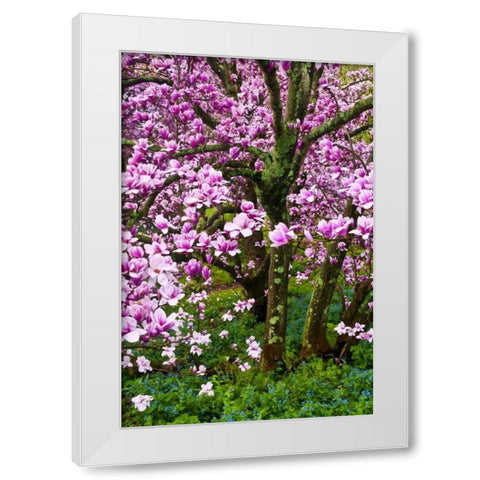 Delaware, Wilmington Cherry blossom tree White Modern Wood Framed Art Print by OBrien, Jay