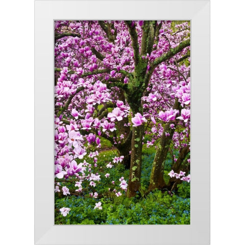 Delaware, Wilmington Cherry blossom tree White Modern Wood Framed Art Print by OBrien, Jay