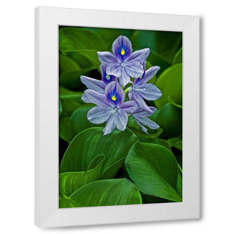 USA, Delaware, Wilmington White Modern Wood Framed Art Print by OBrien, Jay