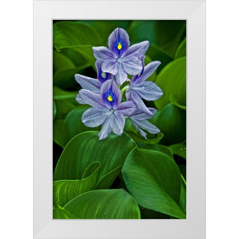 USA, Delaware, Wilmington White Modern Wood Framed Art Print by OBrien, Jay