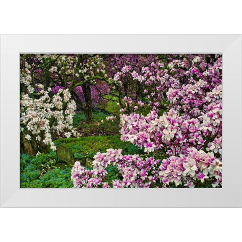 Delaware, Wilmington Flower and trees in garden White Modern Wood Framed Art Print by OBrien, Jay