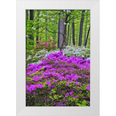 USA, Delaware, Colorful Azalas in bloom White Modern Wood Framed Art Print by OBrien, Jay