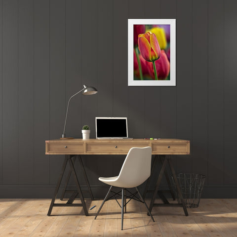 Delaware Close-up of tulips White Modern Wood Framed Art Print by OBrien, Jay