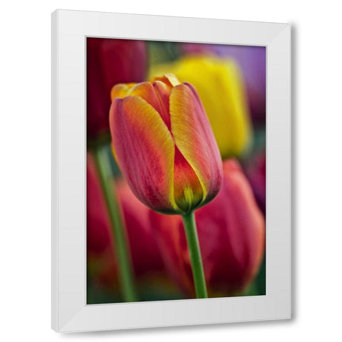 Delaware Close-up of tulips White Modern Wood Framed Art Print by OBrien, Jay