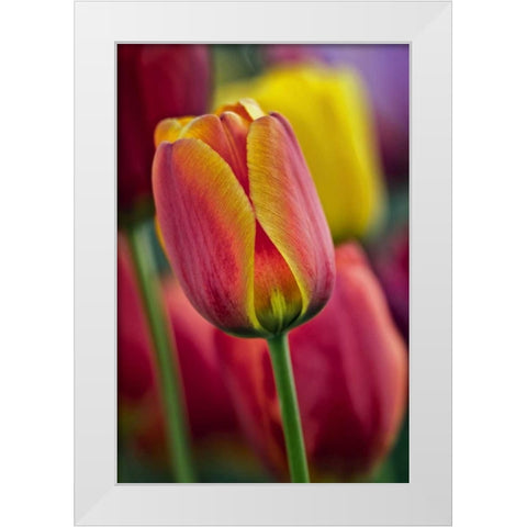 Delaware Close-up of tulips White Modern Wood Framed Art Print by OBrien, Jay
