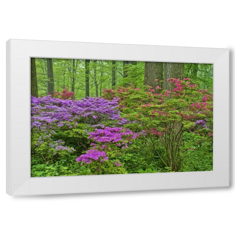 Delaware, Blooming azaleas in forest White Modern Wood Framed Art Print by OBrien, Jay