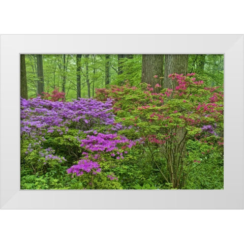 Delaware, Blooming azaleas in forest White Modern Wood Framed Art Print by OBrien, Jay