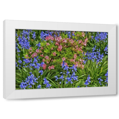 Delaware, Blooming azaleas and bluebells White Modern Wood Framed Art Print by OBrien, Jay