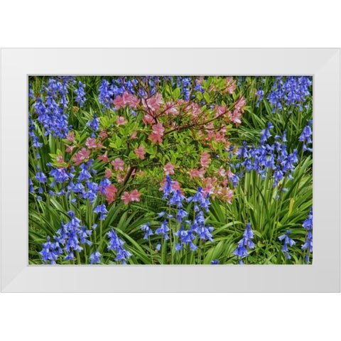 Delaware, Blooming azaleas and bluebells White Modern Wood Framed Art Print by OBrien, Jay