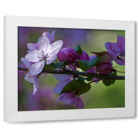 Delaware, Azalea flowers and buds on limb White Modern Wood Framed Art Print by OBrien, Jay