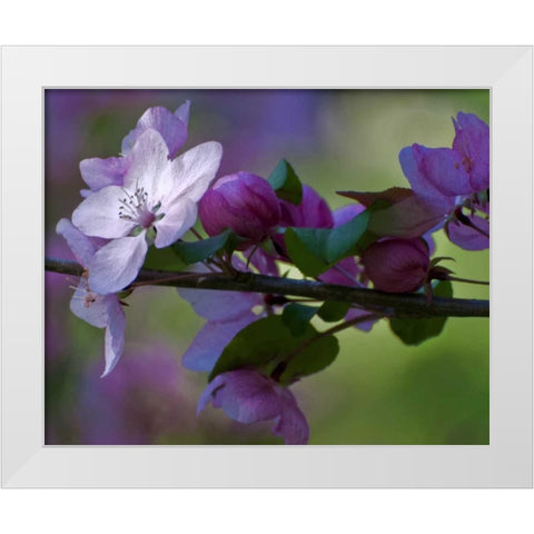Delaware, Azalea flowers and buds on limb White Modern Wood Framed Art Print by OBrien, Jay
