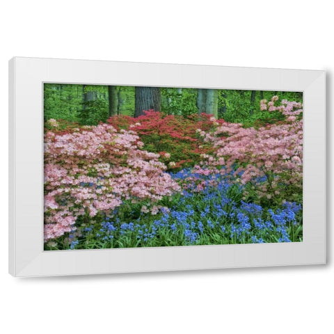 Delaware Blooming azalea and bluebell flowers White Modern Wood Framed Art Print by OBrien, Jay