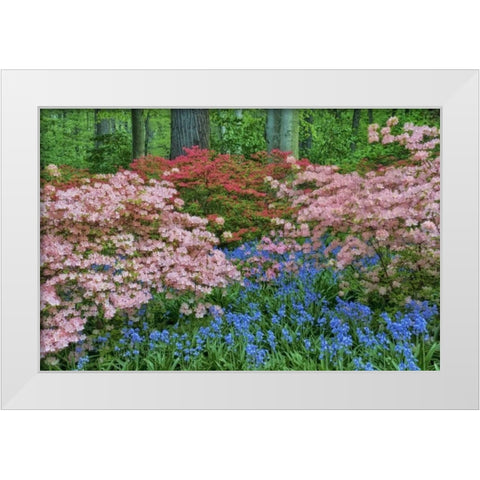 Delaware Blooming azalea and bluebell flowers White Modern Wood Framed Art Print by OBrien, Jay