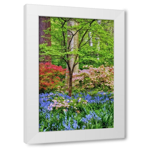 Delaware Blooming azalea and bluebell flowers White Modern Wood Framed Art Print by OBrien, Jay