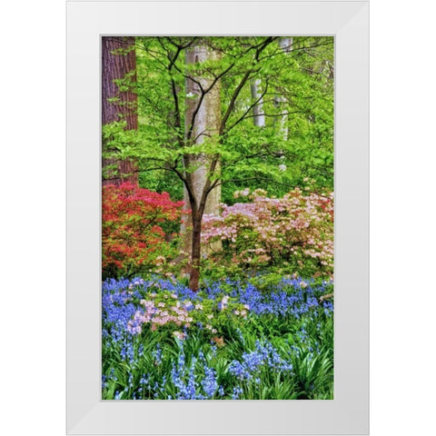 Delaware Blooming azalea and bluebell flowers White Modern Wood Framed Art Print by OBrien, Jay