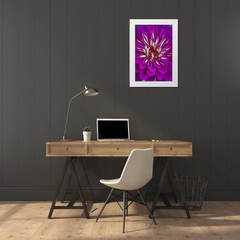 Wilmington, Delaware, Detail of zinnia bloom White Modern Wood Framed Art Print by OBrien, Jay