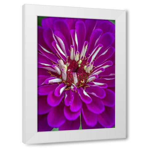 Wilmington, Delaware, Detail of zinnia bloom White Modern Wood Framed Art Print by OBrien, Jay