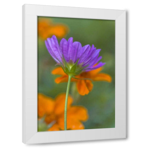 Wilmington, Delaware, Cosmos flower White Modern Wood Framed Art Print by OBrien, Jay