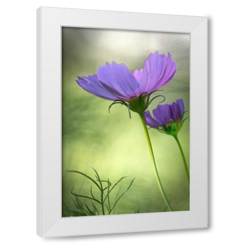 Wilmington, Delaware Cosmos flowers White Modern Wood Framed Art Print by OBrien, Jay