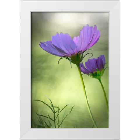 Wilmington, Delaware Cosmos flowers White Modern Wood Framed Art Print by OBrien, Jay