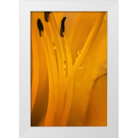Wilmington, Delaware Inside of day lily plant White Modern Wood Framed Art Print by OBrien, Jay
