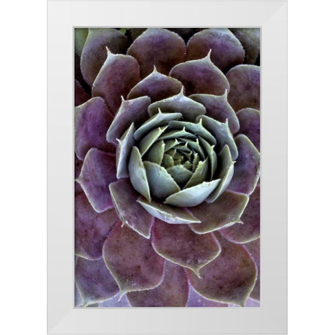 Wilmington, Delaware Hen and chick plant White Modern Wood Framed Art Print by OBrien, Jay