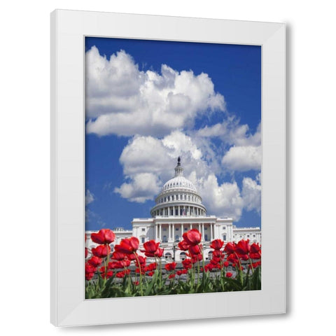 Washington DC, tulips by the Capitol building White Modern Wood Framed Art Print by Flaherty, Dennis